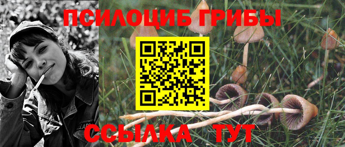Псилоцибиновые грибы Cubensis  Галлюциногенные грибы прущие грибы  Вход с VPN  Калач-на-Дону 
